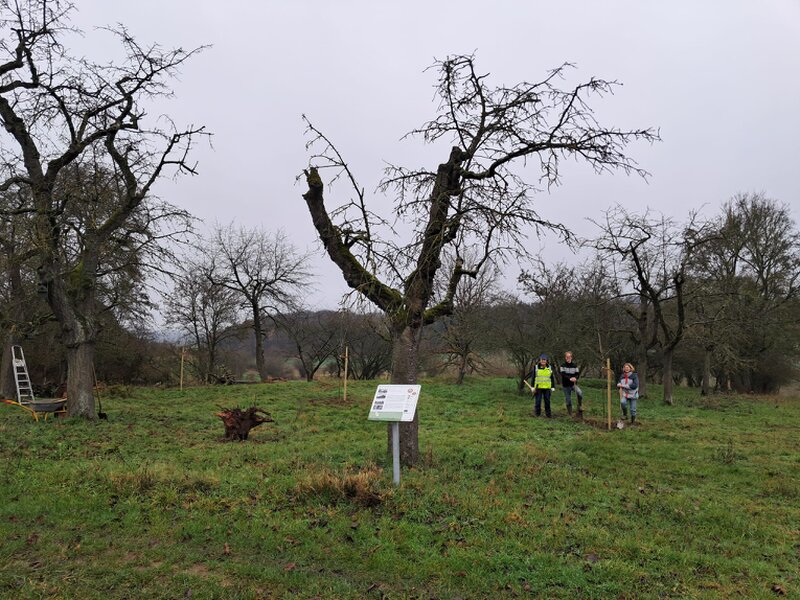 Kirschbaumpflege Menschen auf der Streuuobstwiese mit frisch gepflanztem Baum und Infotafel im Vordergrund