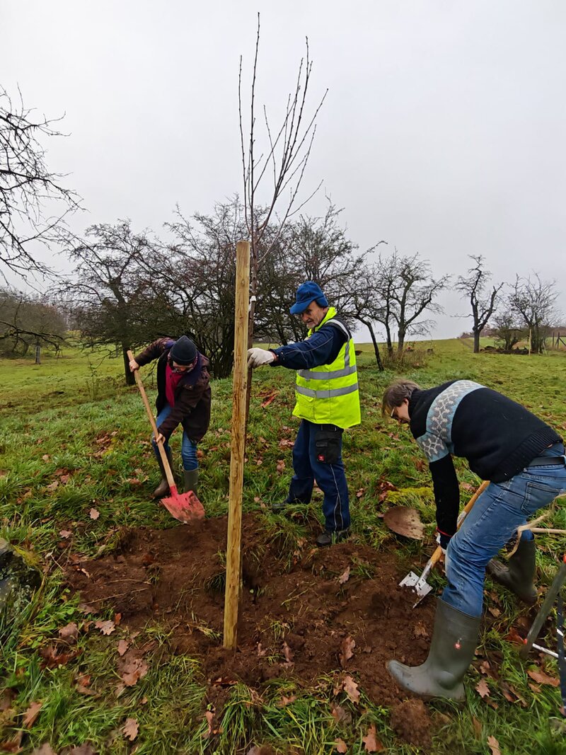 Kirschbaumpflege Drei Menschen beim Obstbaumpflanzen. Zwei Menschen schippen Erde in ein Loch, einer hält den Baum.