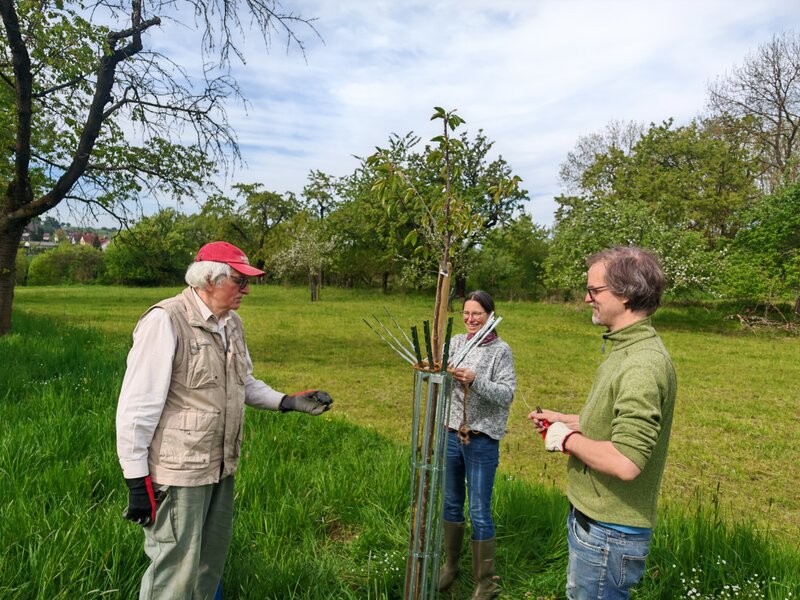 Kirschbaumpflege Drei Menschen stehen um einen Kirschbaum, binden ihn fest und bereiten weitere Arbeiten vor.