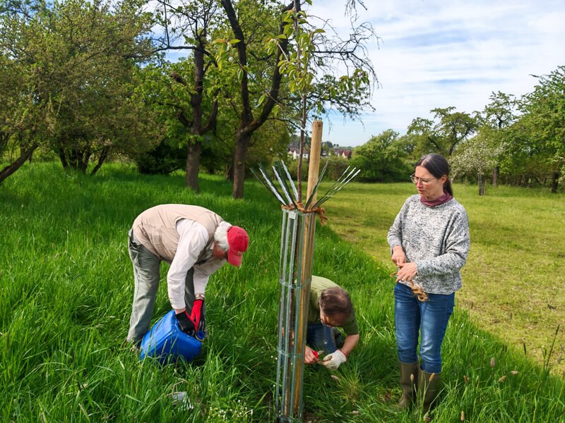 Kirschbaumpflege Baum wird gegossen und festgebunden.